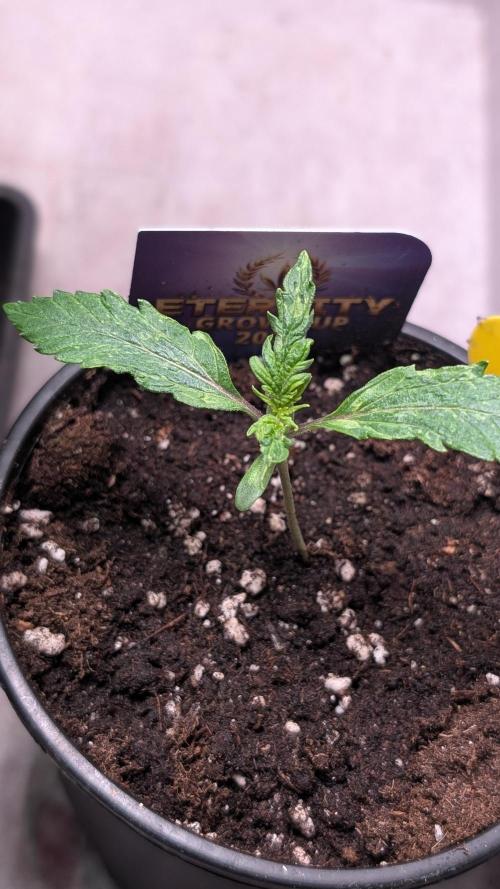 Eternity Grow Cup  Sticky Broccoli Auto. Week 2 - Day 11