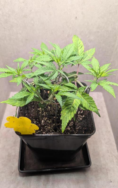 Permanent Jealousy XL Auto Sweet Seeds. Week 4 - Day 26