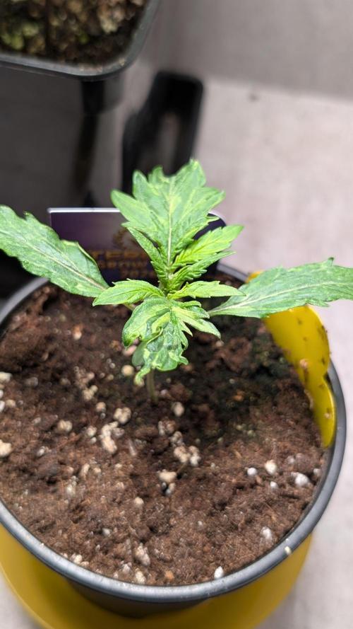 Eternity Grow Cup  Sticky Broccoli Auto. Week 2 - Day 13