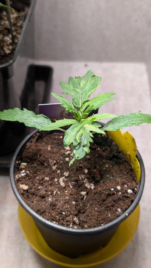 Eternity Grow Cup  Sticky Broccoli Auto. Week 2 - Day 14