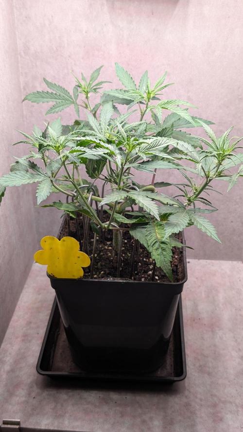 Permanent Jealousy XL Auto Sweet Seeds. Week 5 - Day 29