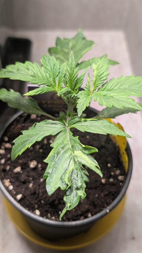 Eternity Grow Cup  Sticky Broccoli Auto. Week 3 - Day 16