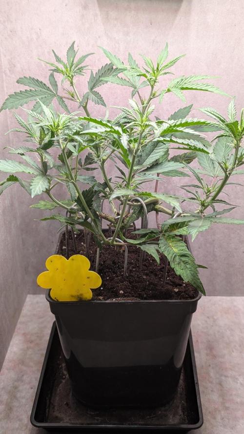 Permanent Jealousy XL Auto Sweet Seeds. Week 5