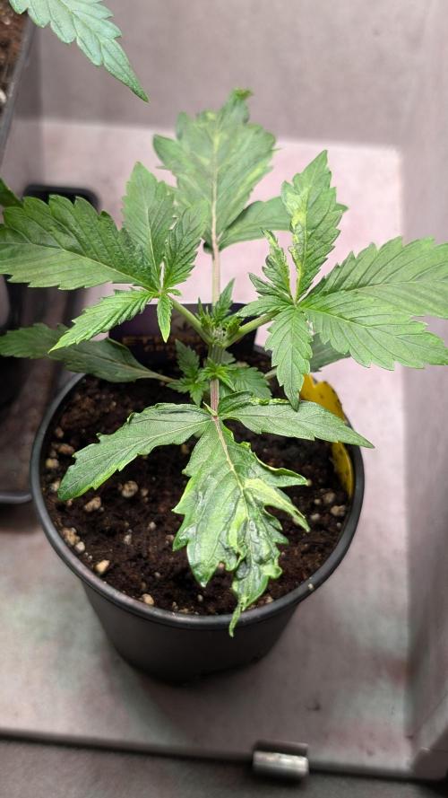 Eternity Grow Cup  Sticky Broccoli Auto. Week 3 - Day 17