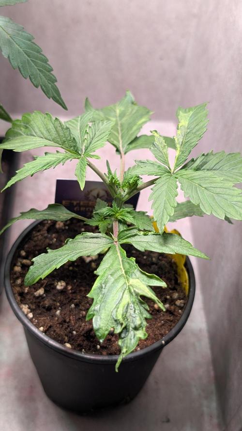 Eternity Grow Cup  Sticky Broccoli Auto. Week 3 - Day 19