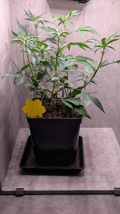 Permanent Jealousy XL Auto Sweet Seeds. Week 5 - Day 33