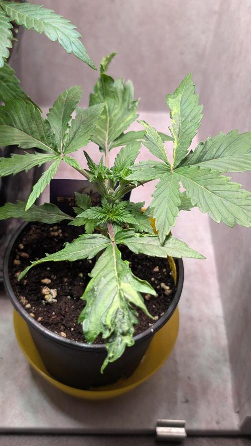 Eternity Grow Cup  Sticky Broccoli Auto. Week 3 - Day 20