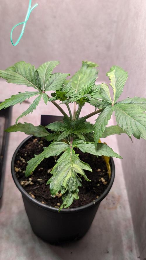 Eternity Grow Cup  Sticky Broccoli Auto. Week 4 - Day 22