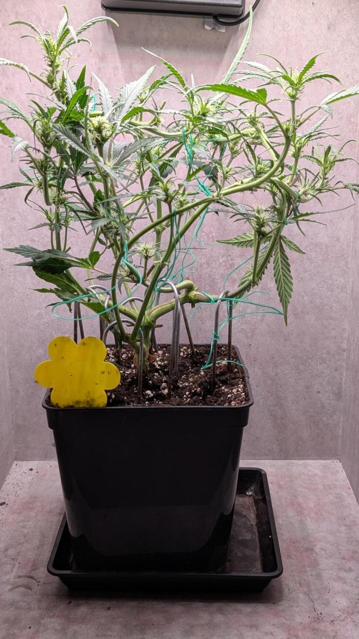 Permanent Jealousy XL Auto Sweet Seeds. Week 6 - Day 36