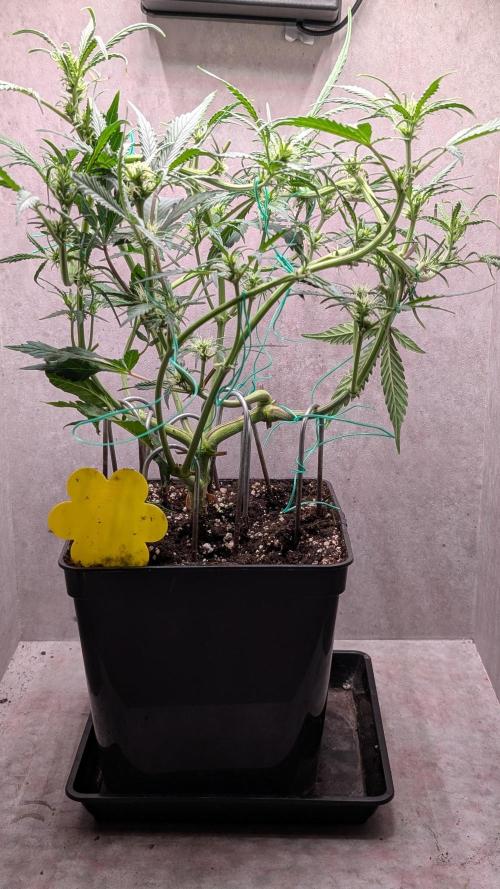 Permanent Jealousy XL Auto Sweet Seeds. Week 6 - Day 36