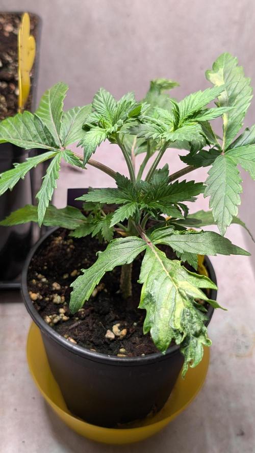 Eternity Grow Cup  Sticky Broccoli Auto. Week 4 - Day 23