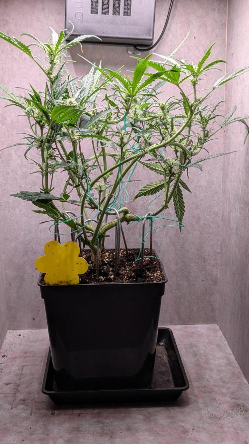 Permanent Jealousy XL Auto Sweet Seeds. Week 6 - Day 37