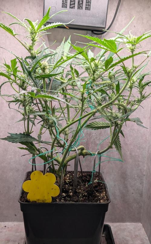 Permanent Jealousy XL Auto Sweet Seeds. Week 6 - Day 38