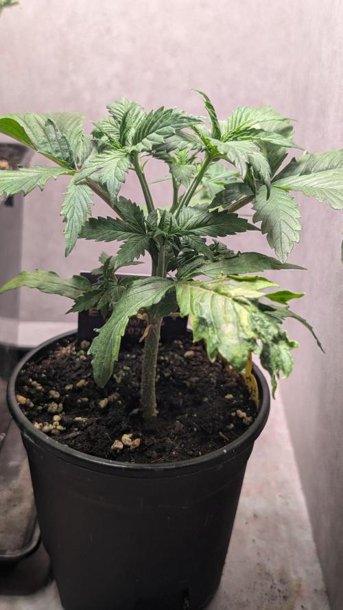 Eternity Grow Cup  Sticky Broccoli Auto. Week 4 - Day 24