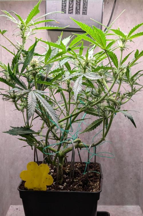 Permanent Jealousy XL Auto Sweet Seeds. Week 6 - Day 39