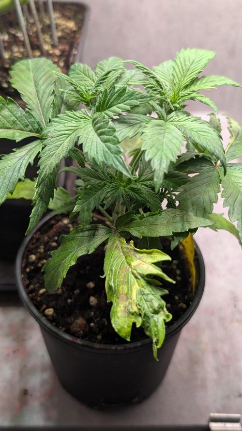 Eternity Grow Cup  Sticky Broccoli Auto. Week 4 - Day 25