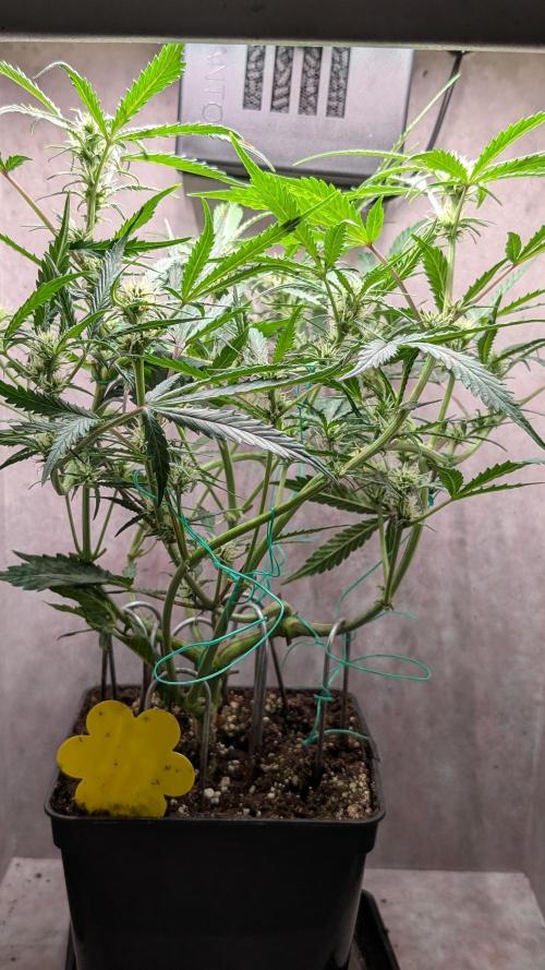 Permanent Jealousy XL Auto Sweet Seeds. Week 6 - Day 40