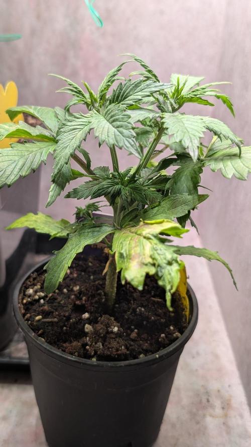 Eternity Grow Cup  Sticky Broccoli Auto. Week 4 - Day 26