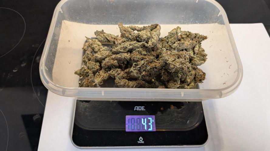 Hindu Kush Auto Sensi Seeds. Week 13