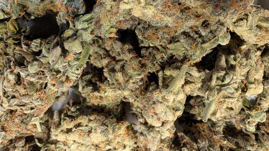 Hindu Kush Auto Sensi Seeds. Week 13