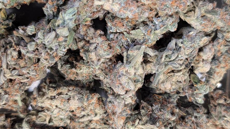 Hindu Kush Auto Sensi Seeds. Week 13