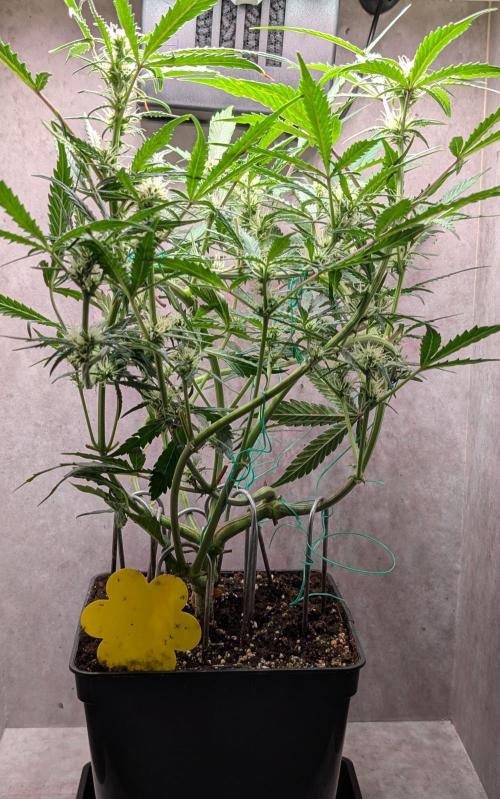 Permanent Jealousy XL Auto Sweet Seeds. Week 6 - Day 41