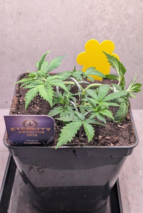 Eternity Grow Cup  Sticky Broccoli Auto. Week 4 - Day 27