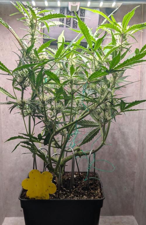 Permanent Jealousy XL Auto Sweet Seeds. Week 6 - Day 42