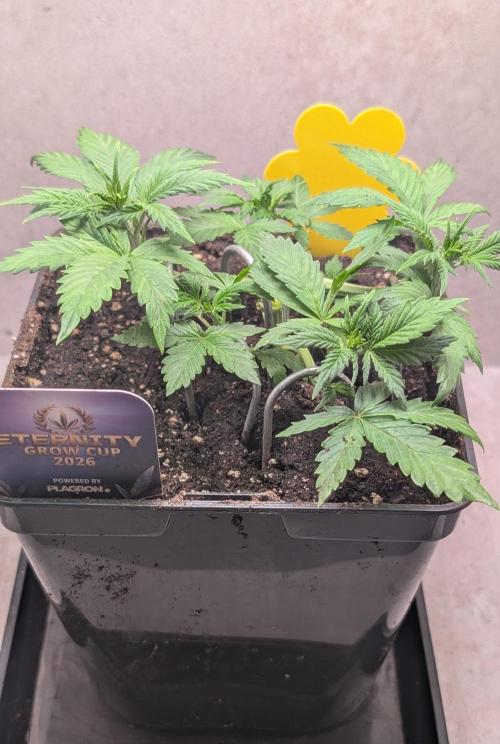 Eternity Grow Cup  Sticky Broccoli Auto. Week 4 - Day 28