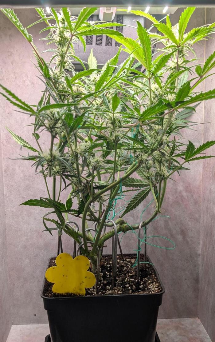 Permanent Jealousy XL Auto Sweet Seeds. Week 7 - Day 43