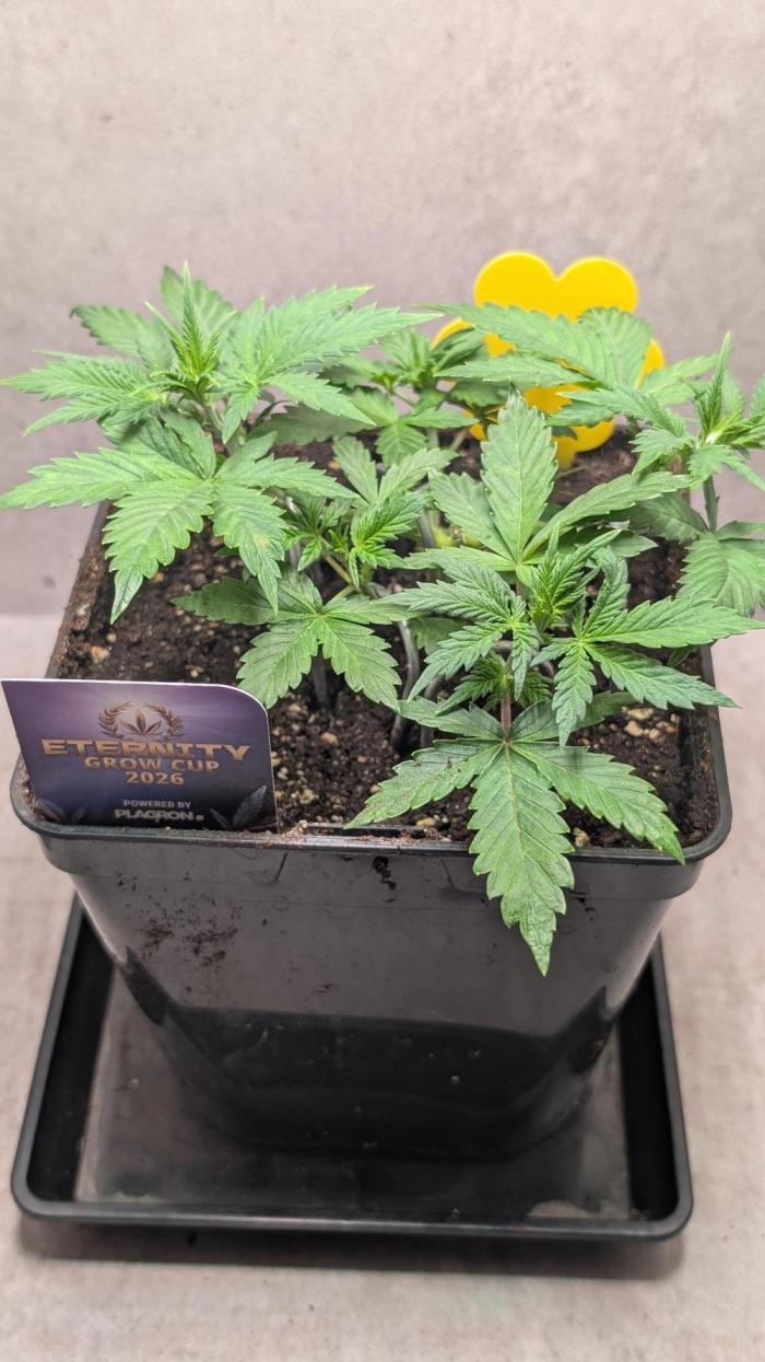 Eternity Grow Cup  Sticky Broccoli Auto. Week 5 - Day 29