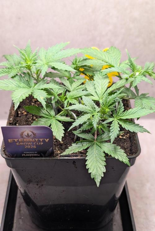 Eternity Grow Cup  Sticky Broccoli Auto. Week 5 - Day 30
