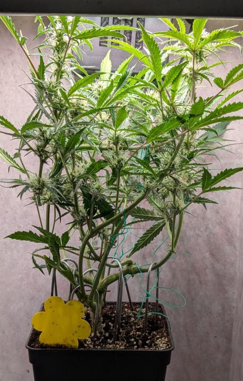 Permanent Jealousy XL Auto Sweet Seeds. Week 7 - Day 44