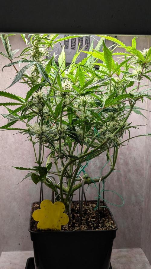 Permanent Jealousy XL Auto Sweet Seeds. Week 7 - Day 45