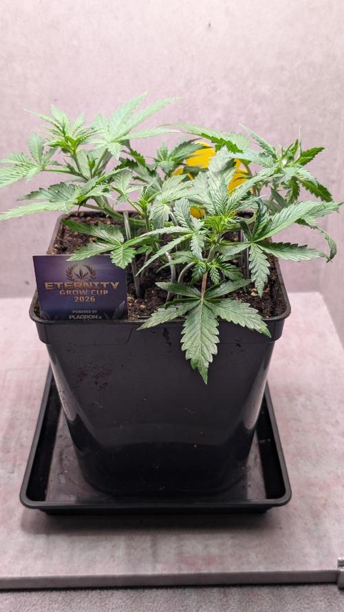 Eternity Grow Cup  Sticky Broccoli Auto. Week 5 - Day 31
