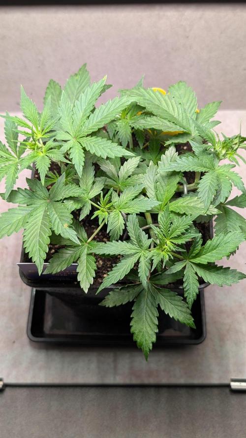 Eternity Grow Cup  Sticky Broccoli Auto. Week 5 - Day 31