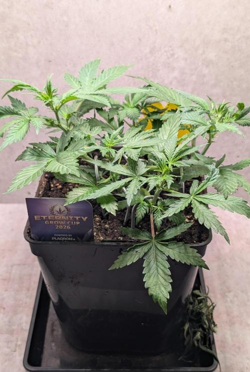 Eternity Grow Cup  Sticky Broccoli Auto. Week 5 - Day 32