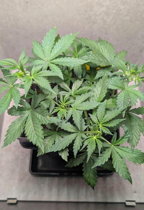 Eternity Grow Cup  Sticky Broccoli Auto. Week 5 - Day 32