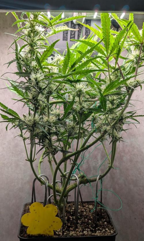 Permanent Jealousy XL Auto Sweet Seeds. Week 7 - Day 46