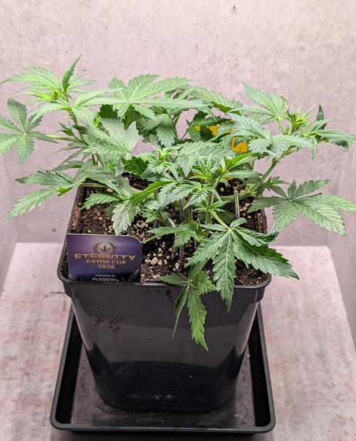 Eternity Grow Cup  Sticky Broccoli Auto. Week 5 - Day 33