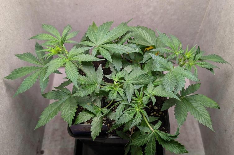 Eternity Grow Cup  Sticky Broccoli Auto. Week 5 - Day 33