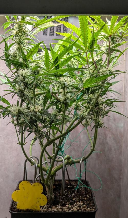 Permanent Jealousy XL Auto Sweet Seeds. Week 7 - Day 47