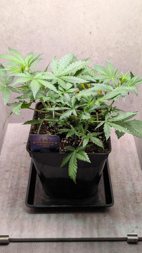 Eternity Grow Cup  Sticky Broccoli Auto. Week 5 - Day 34