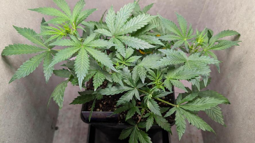 Eternity Grow Cup  Sticky Broccoli Auto. Week 5 - Day 34