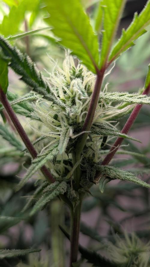 Permanent Jealousy XL Auto Sweet Seeds. Week 7 - Day 48