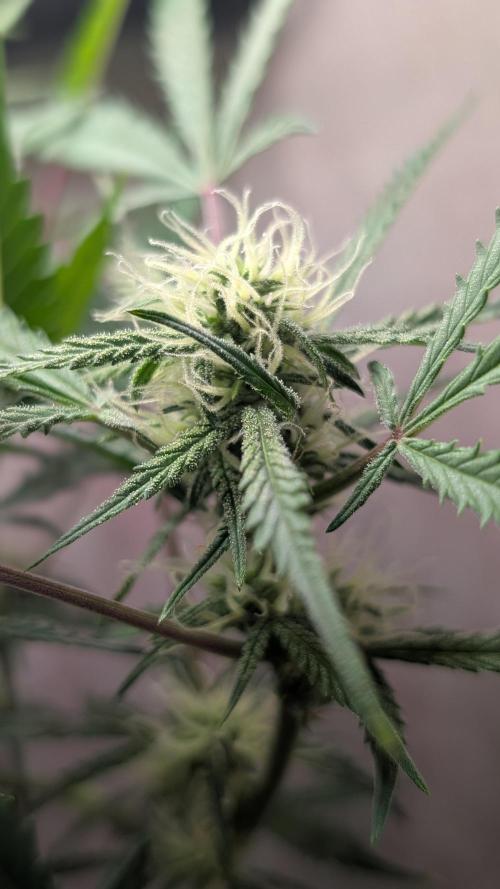 Permanent Jealousy XL Auto Sweet Seeds. Week 7 - Day 49