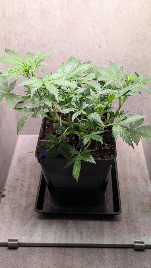 Eternity Grow Cup  Sticky Broccoli Auto. Week 5 - Day 35