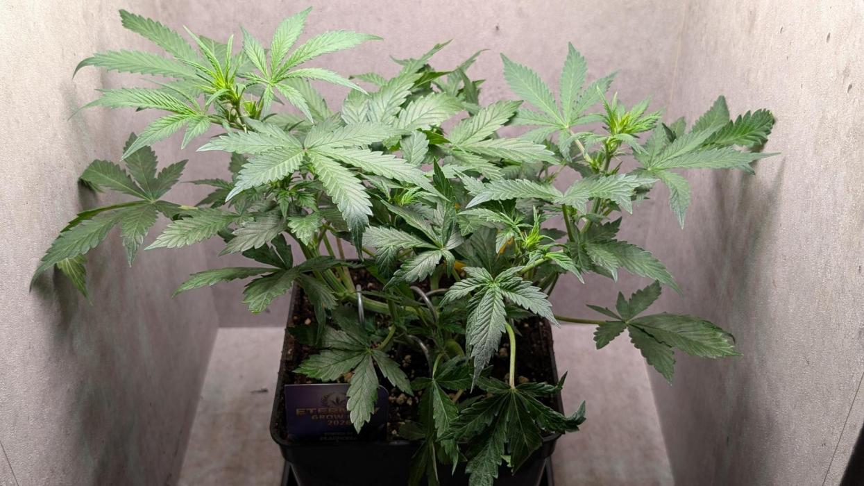 Eternity Grow Cup  Sticky Broccoli Auto. Week 6 - Day 36