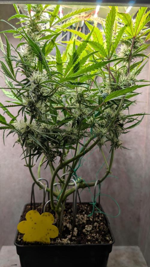 Permanent Jealousy XL Auto Sweet Seeds. Week 8 - Day 50