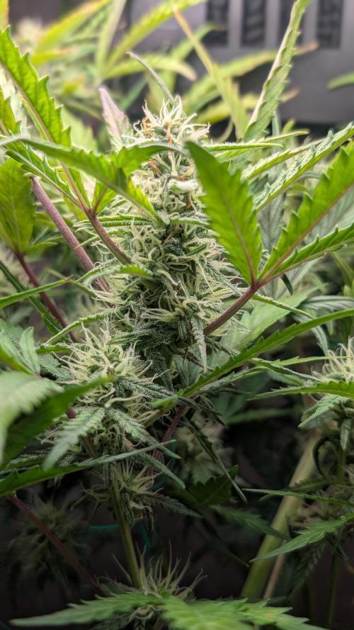 Permanent Jealousy XL Auto Sweet Seeds. Week 8 - Day 50